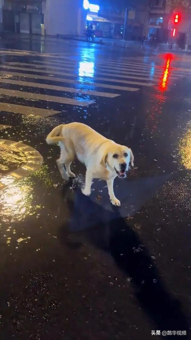 长沙街头流浪的犬只