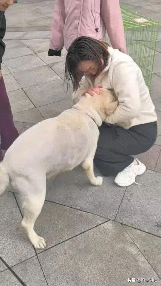 走失三个月的拉布拉多犬回家